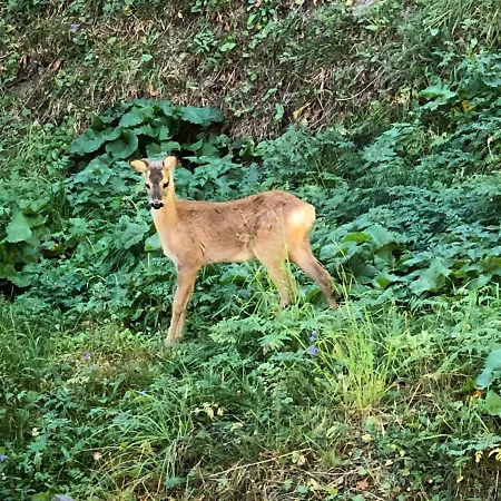 Bodmen B Апартаменты Церматт