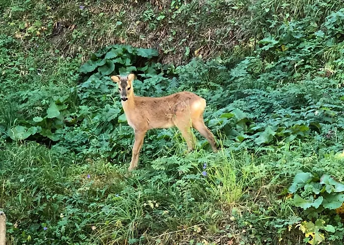 Bodmen B Апартаменты Церматт